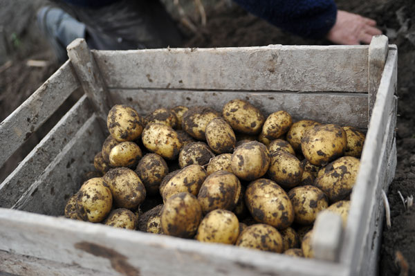 potatis
