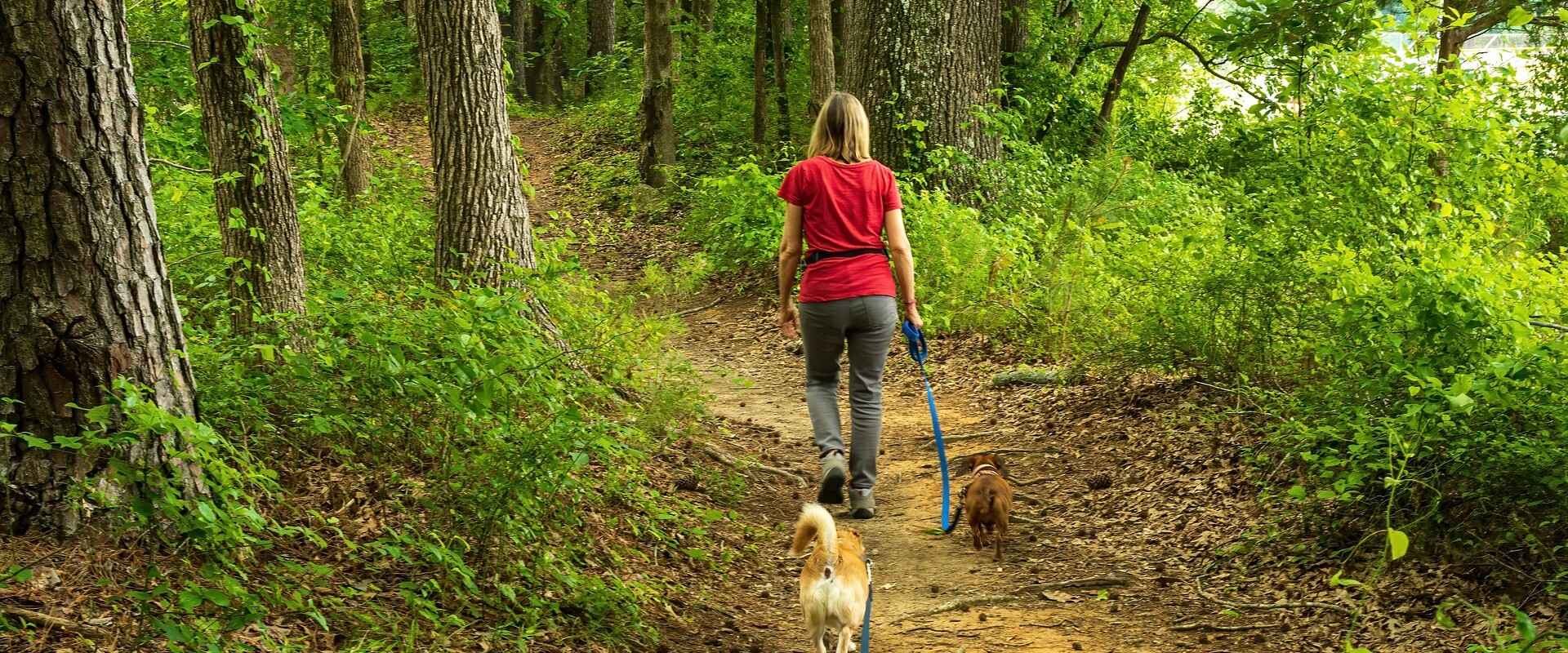 16081684 dog walker 5279847 1920