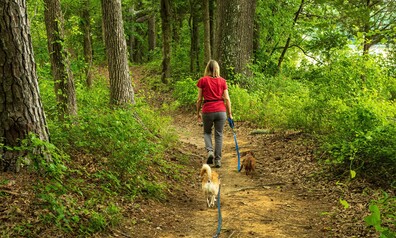 16081684 dog walker 5279847 1920