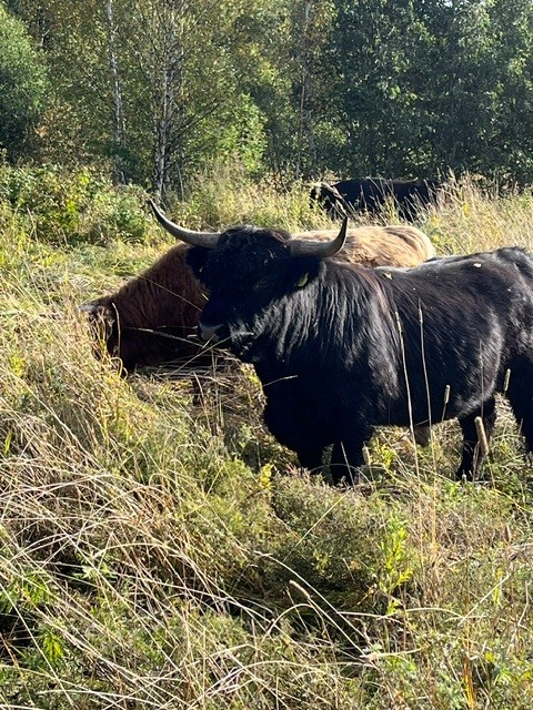 Highlanderit