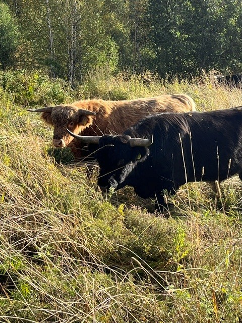 lemmut