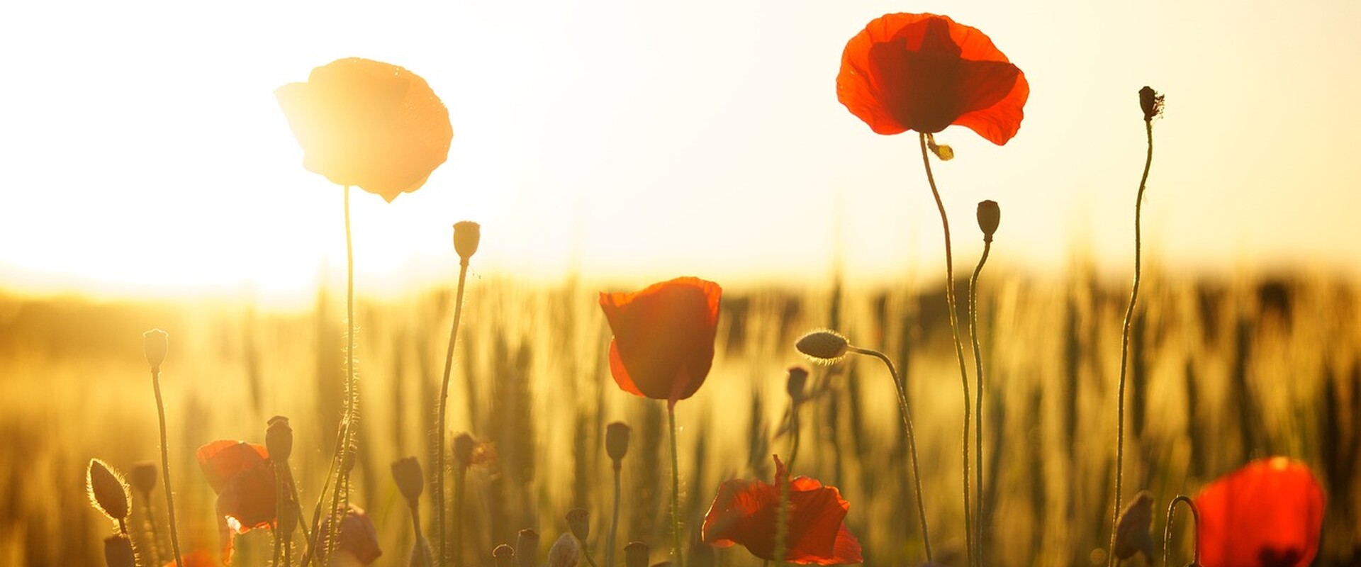poppies 174276 1281