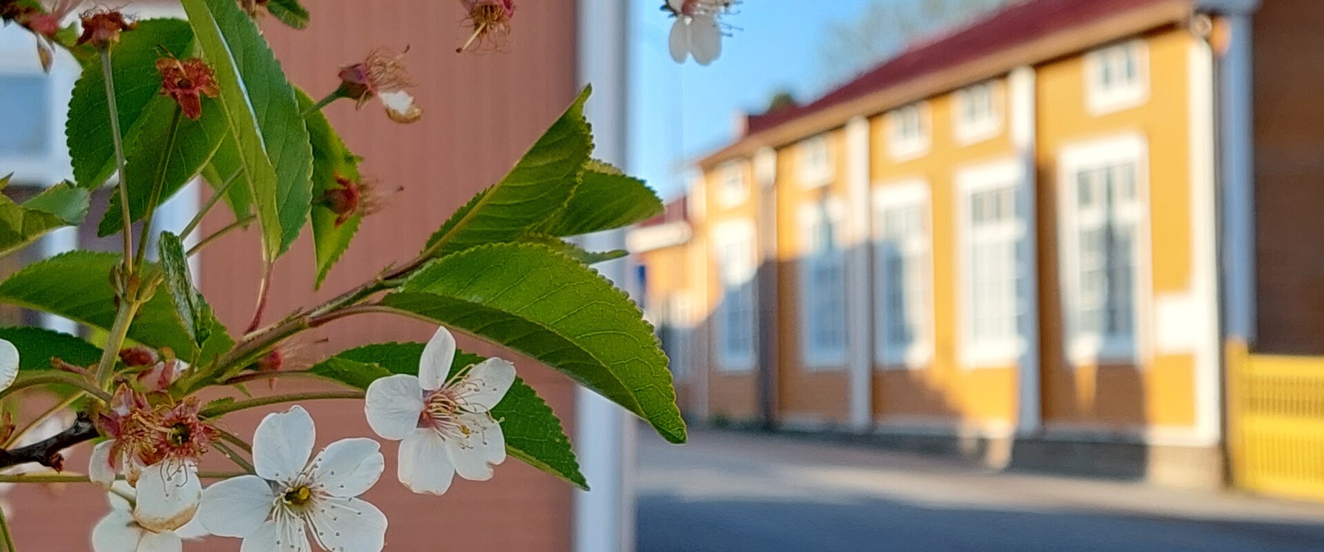 varbild medborgarinstitutets kansli Kajsa Snickars