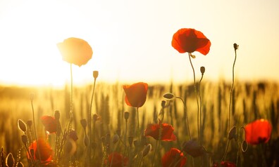 poppies 174276 1280