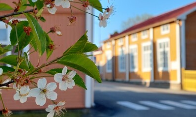 varbild medborgarinstitutets kansli Kajsa Snickars