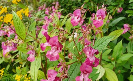 NTM-centralen tipsar: Passa på att spana in var jättebalsaminerna finns nu när de blommar!