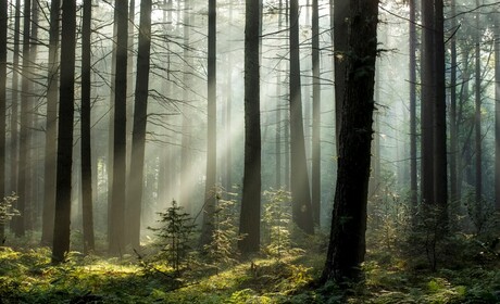 Uusien metsätalouden tukien haku avautuu tänään