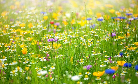 Enkät: Blomsterängar