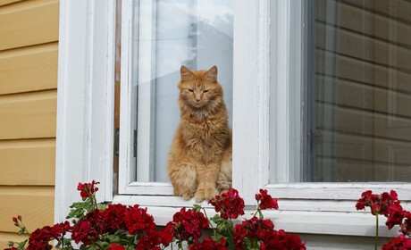 Kristinestad är Österbottens tredje kulturpärla – målet är att stärka konceptet Cittaslow