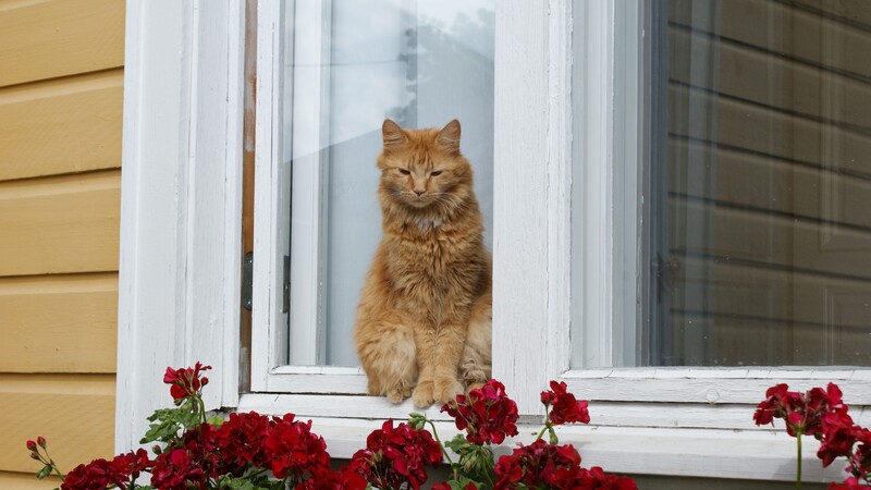 Kristinestad är Österbottens tredje kulturpärla – målet är att stärka konceptet Cittaslow
