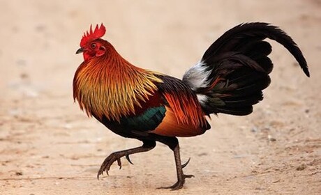 Valvontaeläinlääkäri tiedottaa: lintujen ulkonapitokielto 8.2.–31.5.2026