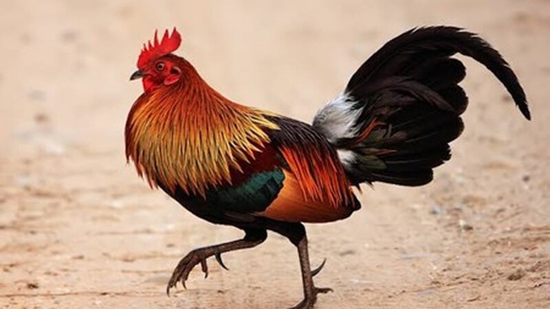 Tillsynsveterinären informerar: förbud mot utomhushållning av fjäderfä 8.2–31.5.2026