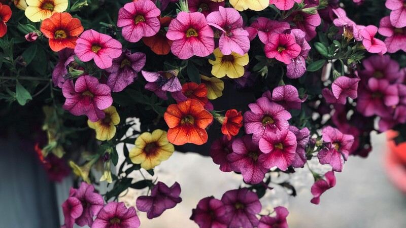 Anbudsbegäran: sommarblommor och perenner för åren 2026-2027