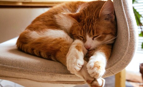 Västkustens miljöenhet informerar: tips och råd till kattägare