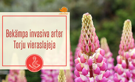 Bekämpningen av invasiva arter kör igång 1 juni