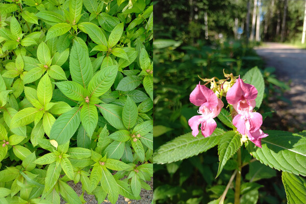 Bildbeskrvning av rosafärgad jättebalsamin och dess blad.
