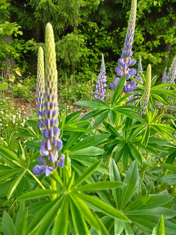 Bildbeskrivning av blå lupin och tillhörande blad.