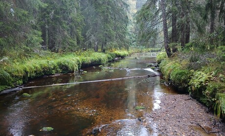Hur ser framtiden ut för Lappfjärds å? Kom och påverka restaureringsplanen